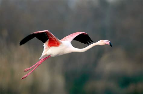 Does a flamingo fly - Yes, flamingos can fly and often fly even long distances. How fast flamingos fly? The average flying speed of flamingo is about 35 mph (60 km/h). …